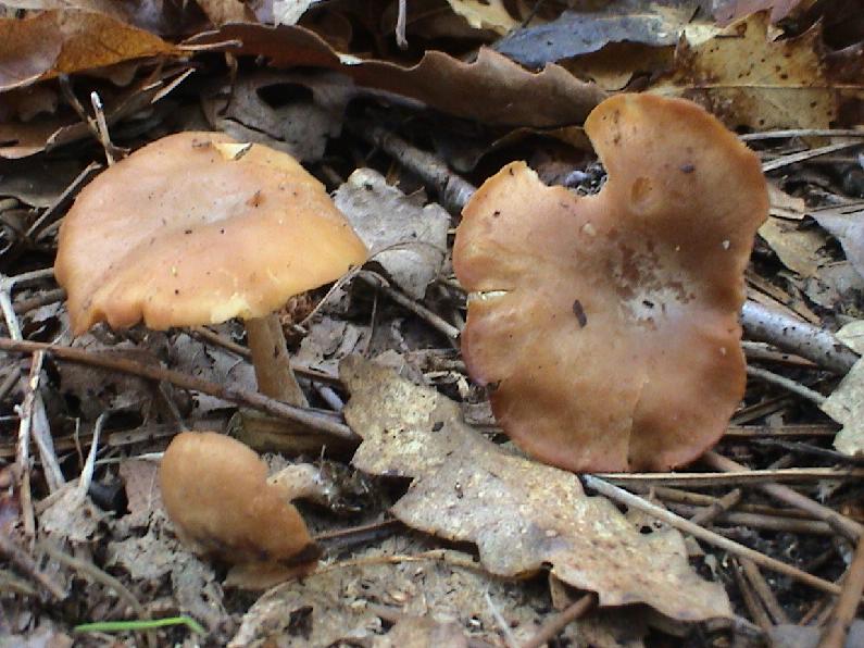 Vari funghi primaverili